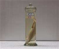 藏品(網紋龍占)的圖片